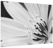 Obraz - Čiernobiely kvet (70x50 cm)