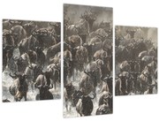 Obraz - Stádo pakoňov (90x60 cm)