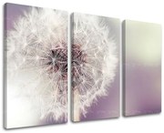 Obraz na stenu KVETY | rôzne rozmery