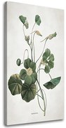 Obraz na plátne RASTLINY 011 | rôzne rozmery