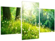 Obraz - Magická lúka plná púpav (90x60 cm)