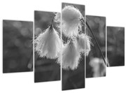 Obraz - Cottongrass (150x105 cm)