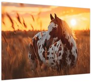 Obraz - Kôň pri západe slnka (70x50 cm)