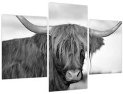 Obraz - Škótska krava 2, čiernobiela (90x60 cm)
