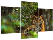 Obraz odpočívajúceho tigra (90x60 cm)