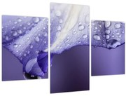 Obraz - Okvetný lístok s kvapkami (90x60 cm)