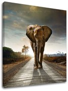 Obraz na stenu ZVIERATÁ_046-12 | rôzne rozmery