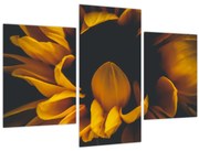 Obraz - Slnečnica v čiernom pozadí (90x60 cm)