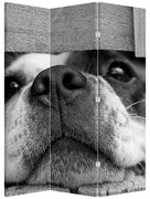 Paraván - Pes (126x170 cm)