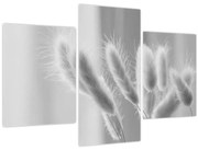 Obraz - Bunny tail grass (90x60 cm)