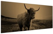 Obraz - Škótska krava v behu (120x50 cm)