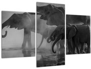 Obraz slonov - čiernobiely (90x60 cm)