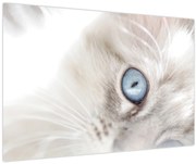 Obraz - Mačka s modrými očami (90x60 cm)