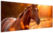 Obraz - Kôň v západe slnka (120x50 cm)