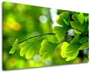 Obraz na stenu RASTLINY | rôzne rozmery