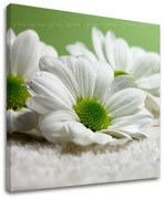 Obraz na stenu KVETY | rôzne rozmery