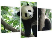 Obraz - Panda na strome (90x60 cm)
