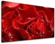 Obraz na stenu KVETY RUŽE | rôzne rozmery