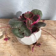 Saxifraga Stolon baby