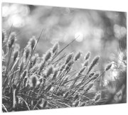 Obraz - Béžová soft grass N⁰1 (70x50 cm)