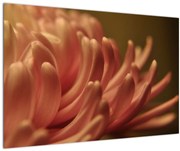 Obraz detailu kvety (90x60 cm)