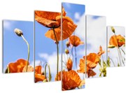 Obraz vlčích makov (150x105 cm)