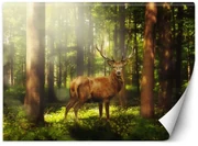 Gario Fototapeta Jeleň v lese Materiál: Vliesová, Rozmery: 300 x 210 cm
