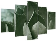 Obraz - Zelená agáve (150x105 cm)