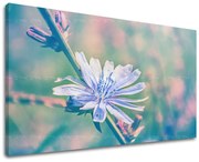 Obraz na stenu KVETY | rôzne rozmery