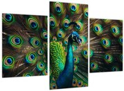 Obraz – Páv (90x60 cm)