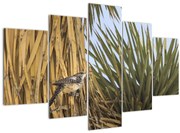 Obraz - Oriešok (150x105 cm)