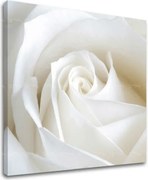 Obraz na stenu KVETY XOBKV103E12 - 30x30 cm