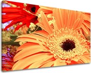 Obraz na stenu KVETY KV006E11 - 100x150 cm