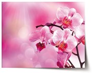 Sablio Plagát Kvety orchidey - 60x40 cm