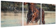 Obraz - Bežiaci kôň (s hodinami) (90x30 cm)