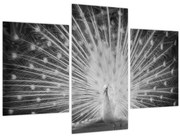 Obraz - Biely páv (90x60 cm)