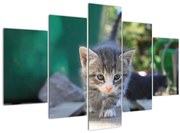 Obraz mačiatka (150x105 cm)
