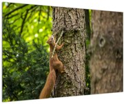 Obraz - Veverička (90x60 cm)