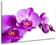 Obraz na stenu KVETY | rôzne rozmery