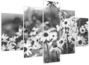 Obraz - Kopretiny (150x105 cm)