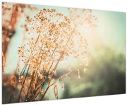 Obraz - Lúčne rastliny (90x60 cm)