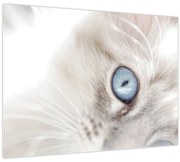 Obraz - Mačka s modrými očami (70x50 cm)