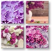 Obraz na stenu Lilacs | rôzne rozmery