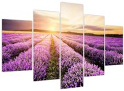 Obraz - Východ slnka v levanduľovom poli (150x105 cm)