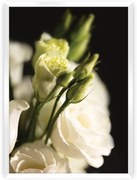 Plagát Dark Flowers I