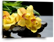 Sablio Obraz Žlté Orchidey: 150x110 cm