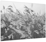 Obraz - Tráva vo vetre (70x50 cm)