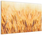 Obraz - pole s obilím (90x60 cm)