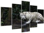 Obraz - Tiger albín (150x105 cm)