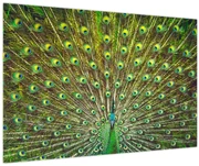 Obraz - Páv (90x60 cm)